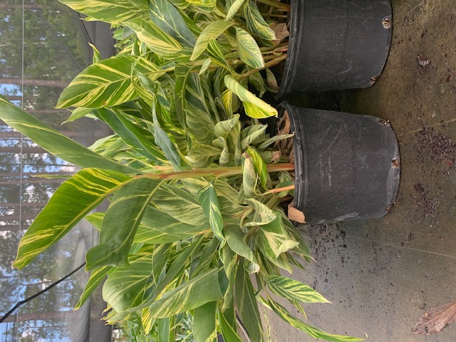 alpinia-zerumbet-variegata-shell-ginger-variegated