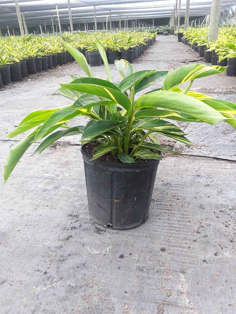 alpinia-zerumbet-variegata-shell-ginger-variegated