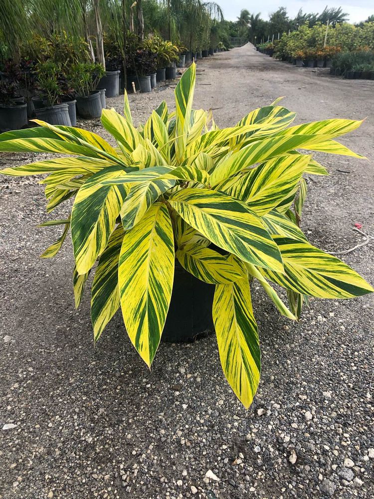 alpinia-zerumbet-variegata-shell-ginger-variegated