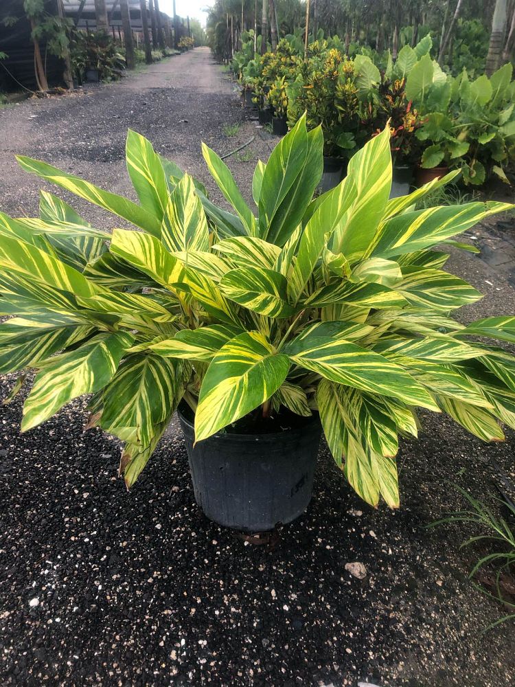 alpinia-zerumbet-variegata-shell-ginger-variegated