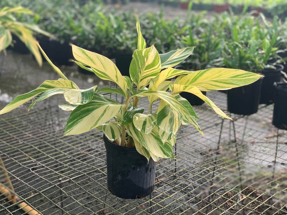 alpinia-zerumbet-variegata-shell-ginger-variegated
