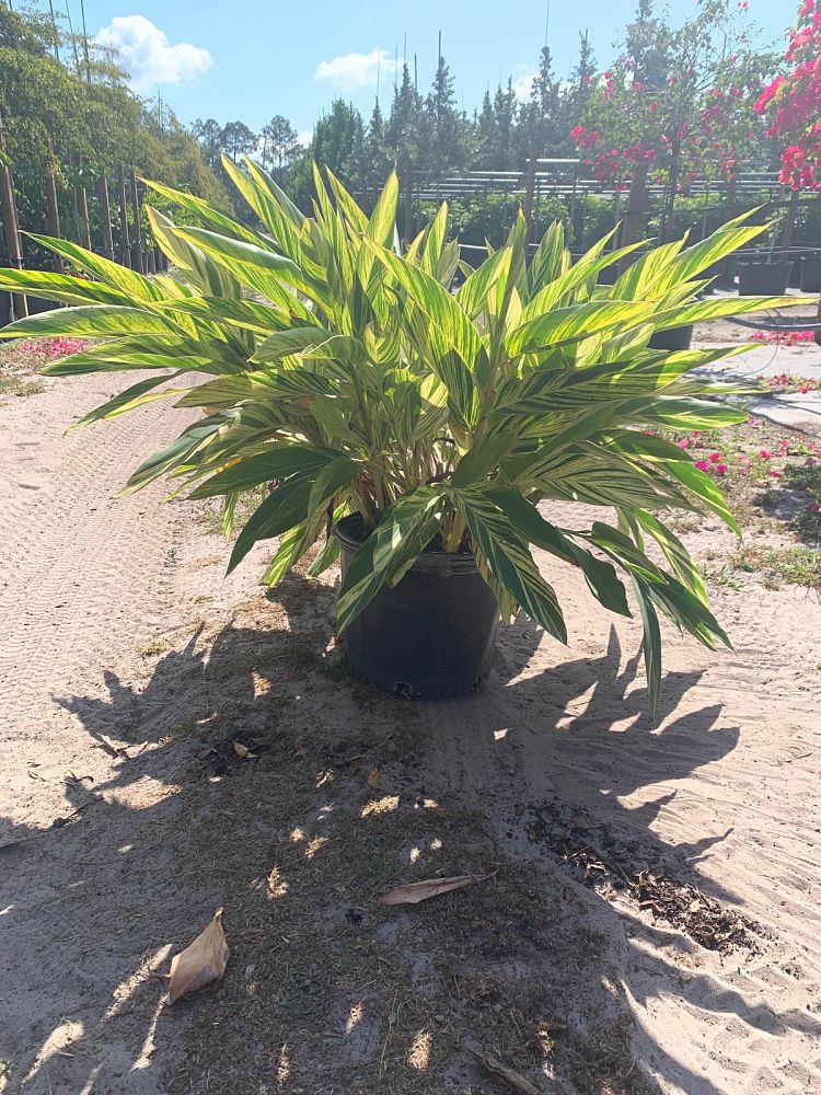 alpinia-zerumbet-variegata-shell-ginger-variegated