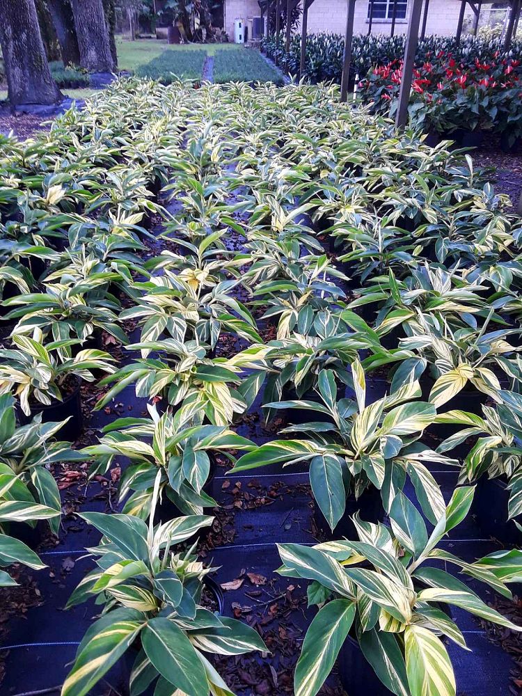 alpinia-zerumbet-variegata-shell-ginger-variegated