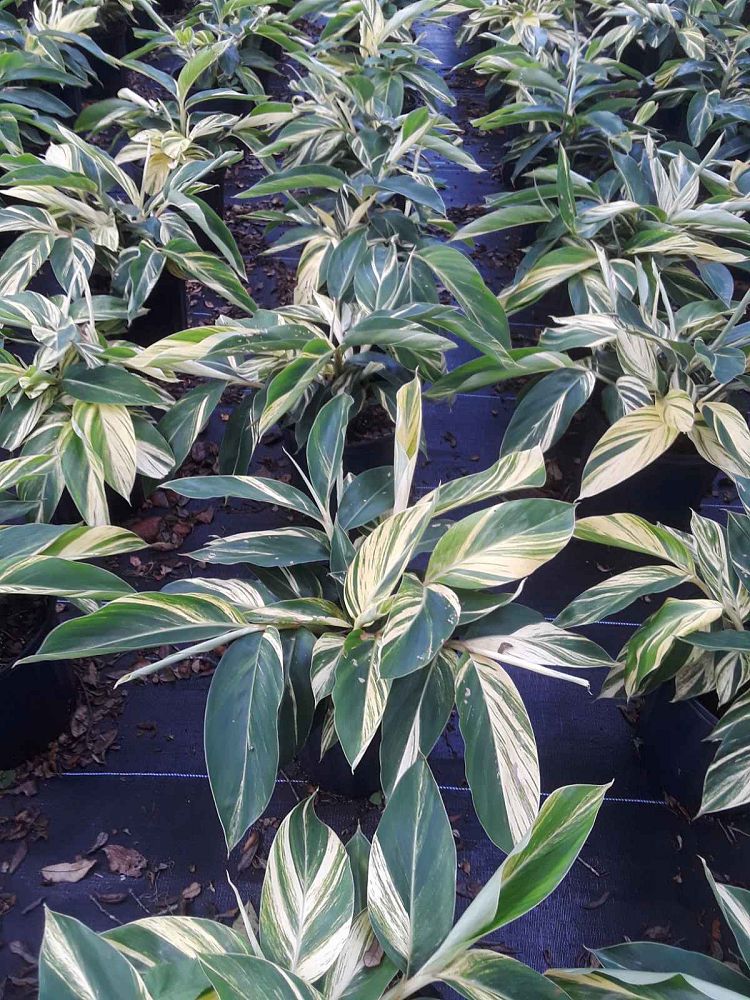 alpinia-zerumbet-variegata-shell-ginger-variegated