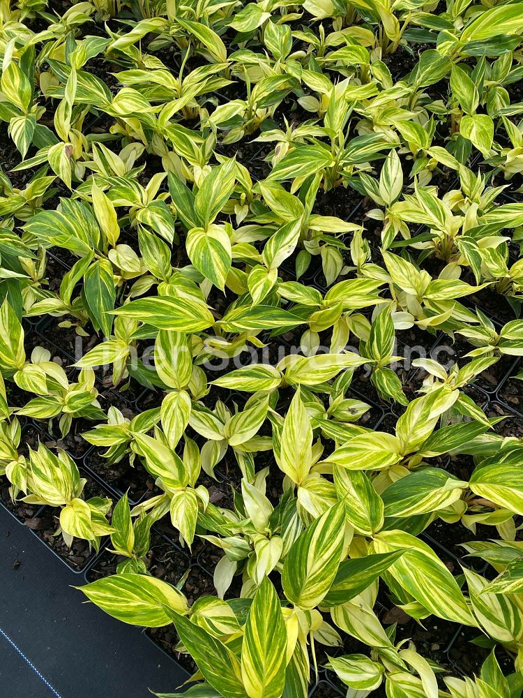 alpinia-zerumbet-variegata-shell-ginger-variegated