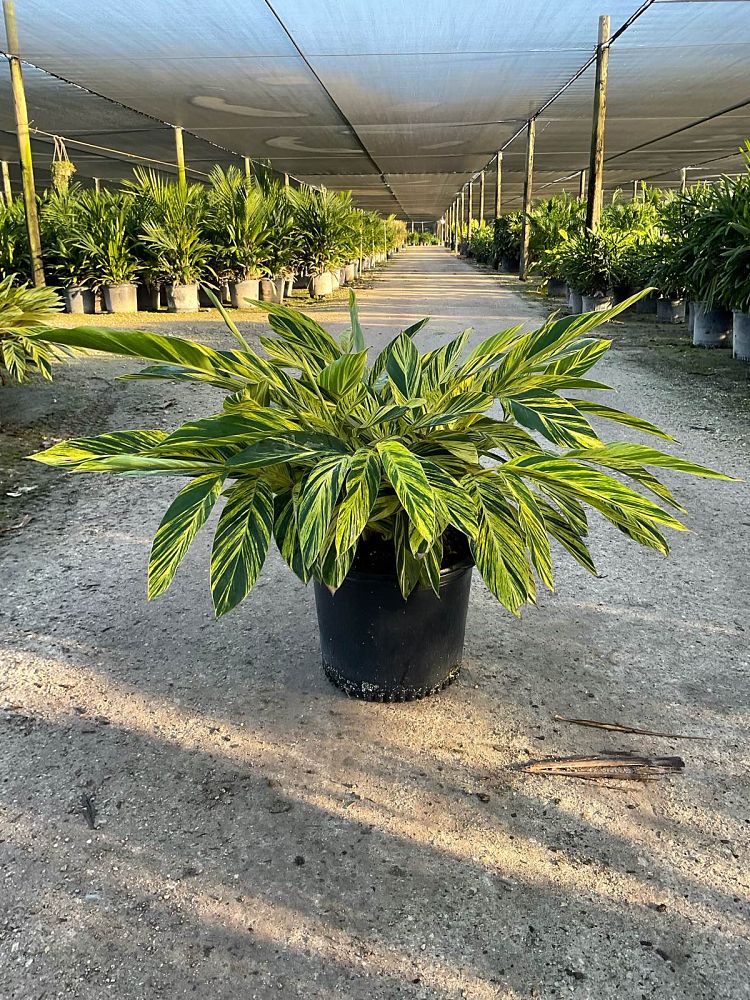 alpinia-zerumbet-variegata-shell-ginger-variegated
