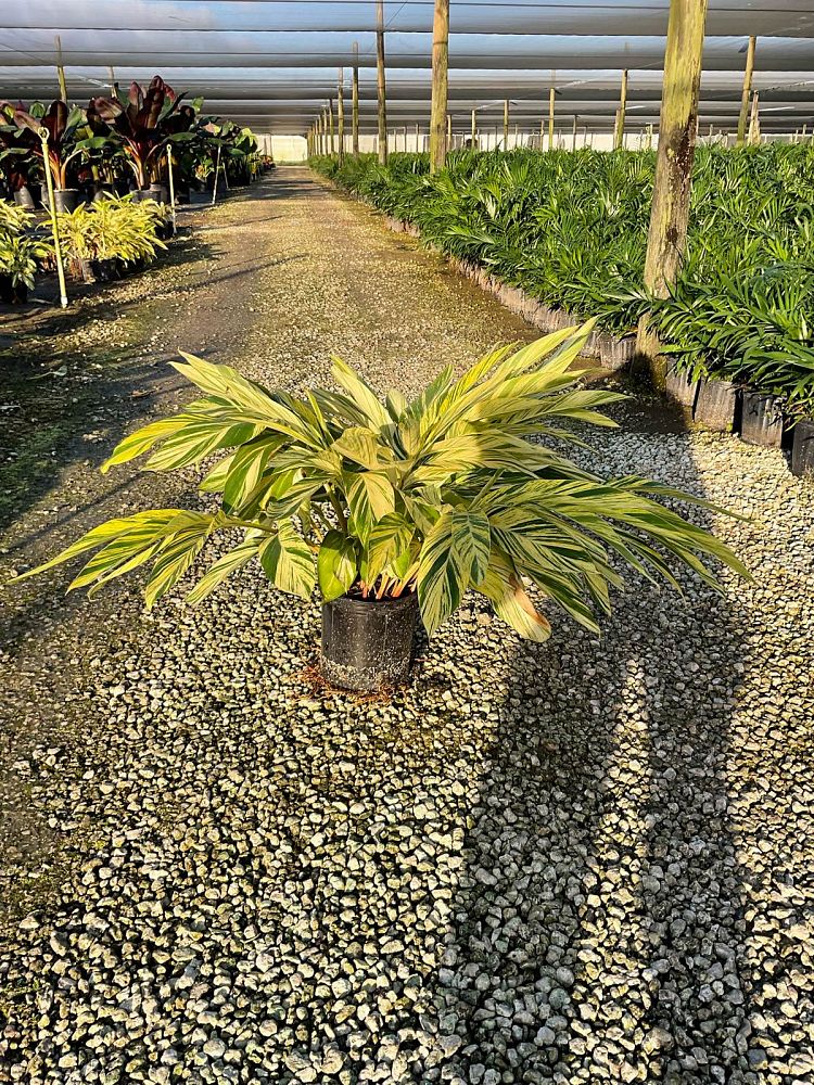 alpinia-zerumbet-variegata-shell-ginger-variegated