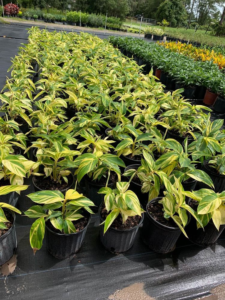alpinia-zerumbet-variegata-shell-ginger-variegated
