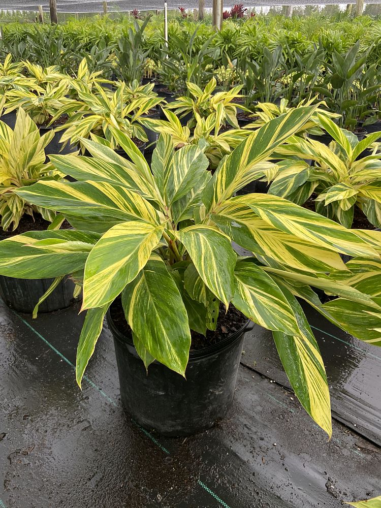 alpinia-zerumbet-variegata-shell-ginger-variegated