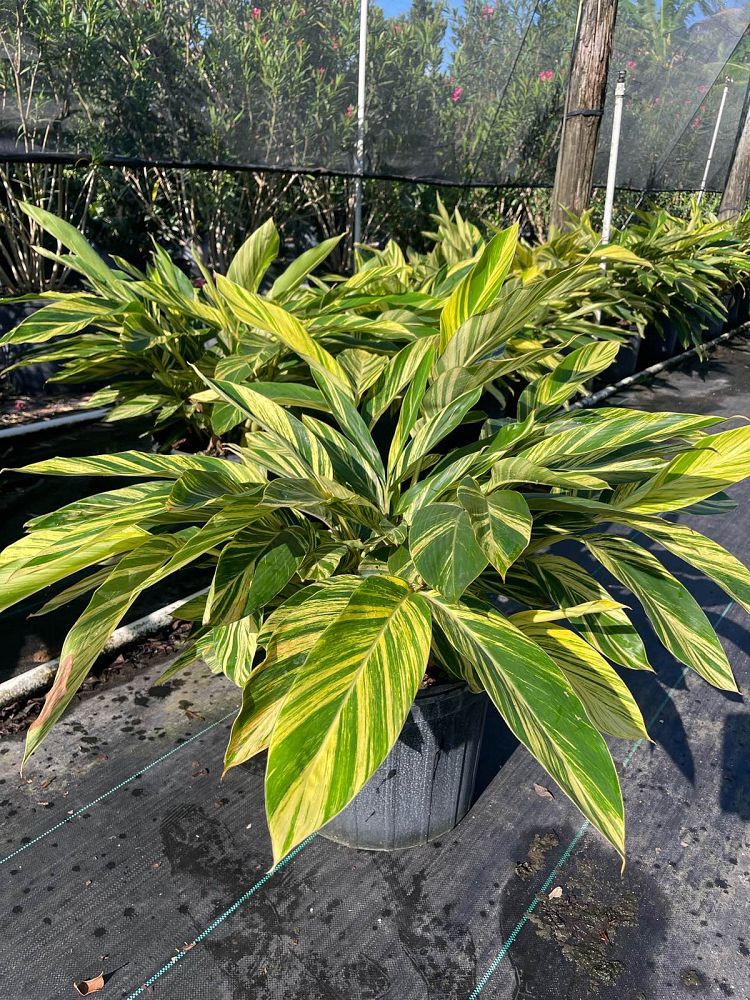 alpinia-zerumbet-variegata-shell-ginger-variegated