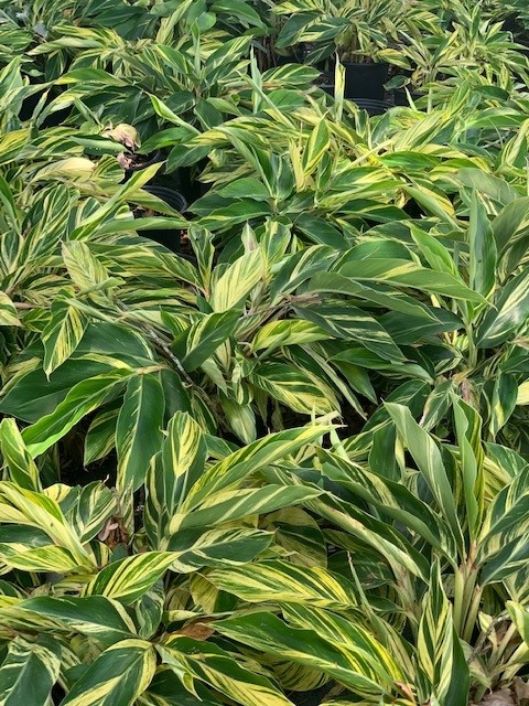 alpinia-zerumbet-variegata-shell-ginger-variegated