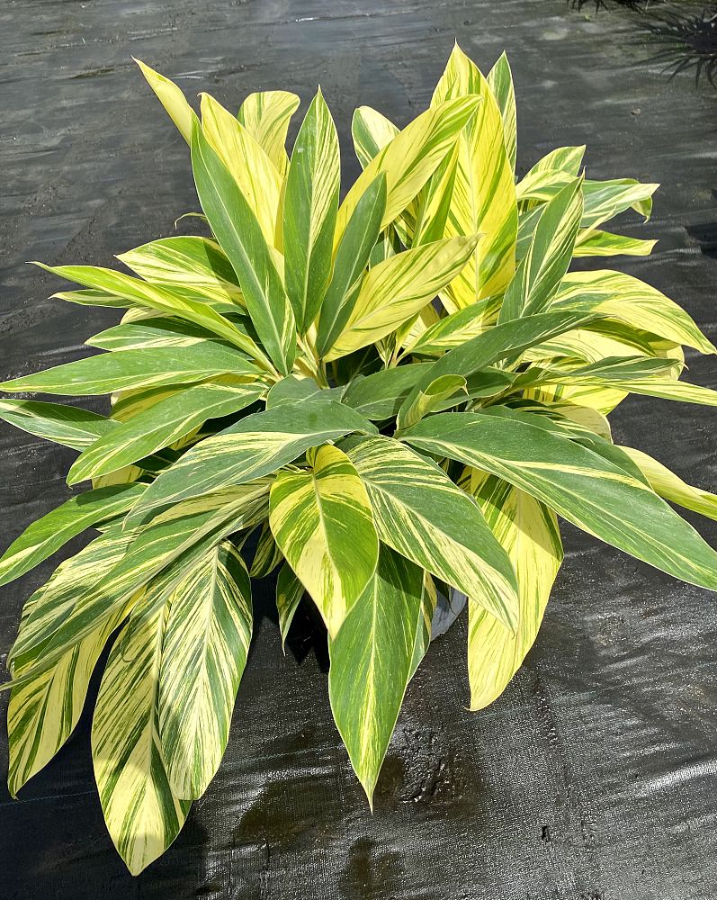 alpinia-zerumbet-variegata-shell-ginger-variegated