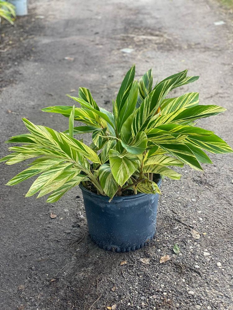 alpinia-zerumbet-variegata-shell-ginger-variegated