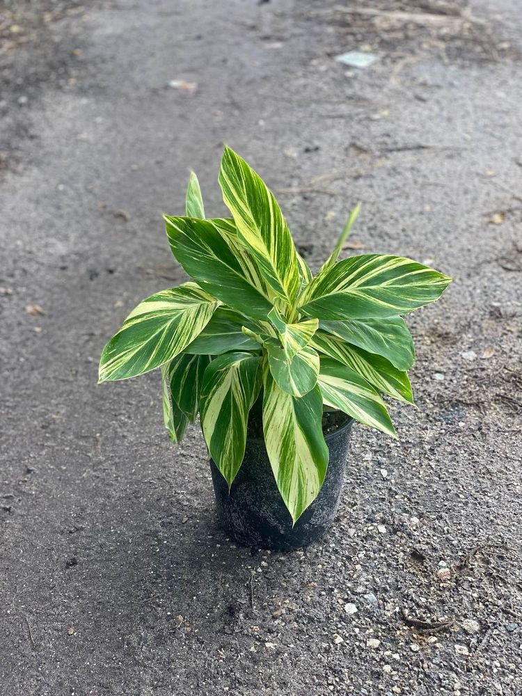 alpinia-zerumbet-variegata-shell-ginger-variegated