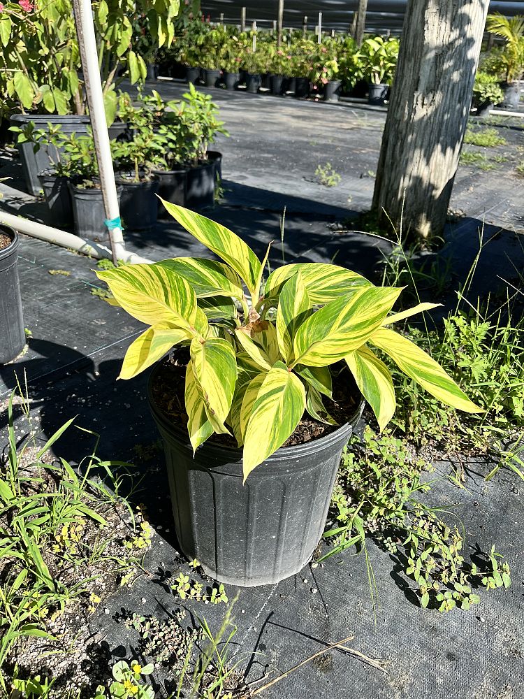 alpinia-zerumbet-variegata-shell-ginger-variegated