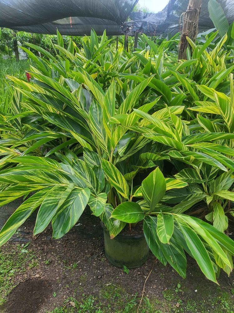 alpinia-zerumbet-variegata-shell-ginger-variegated