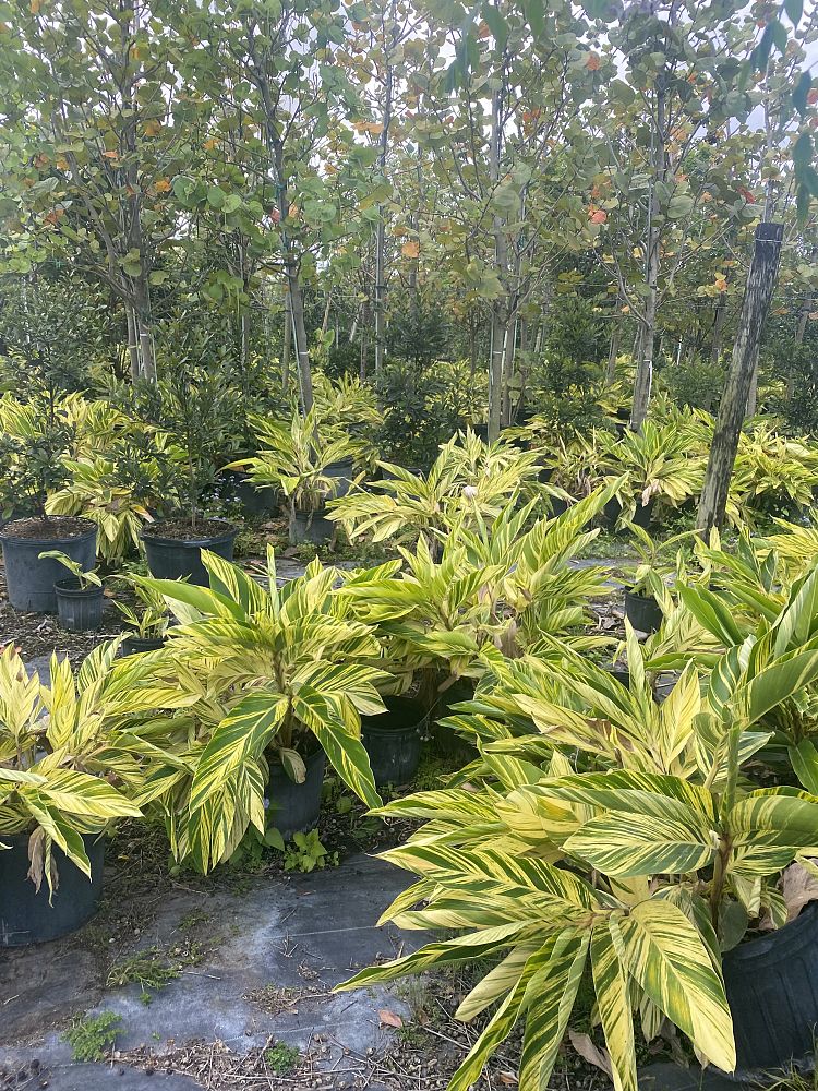 alpinia-zerumbet-variegata-shell-ginger-variegated