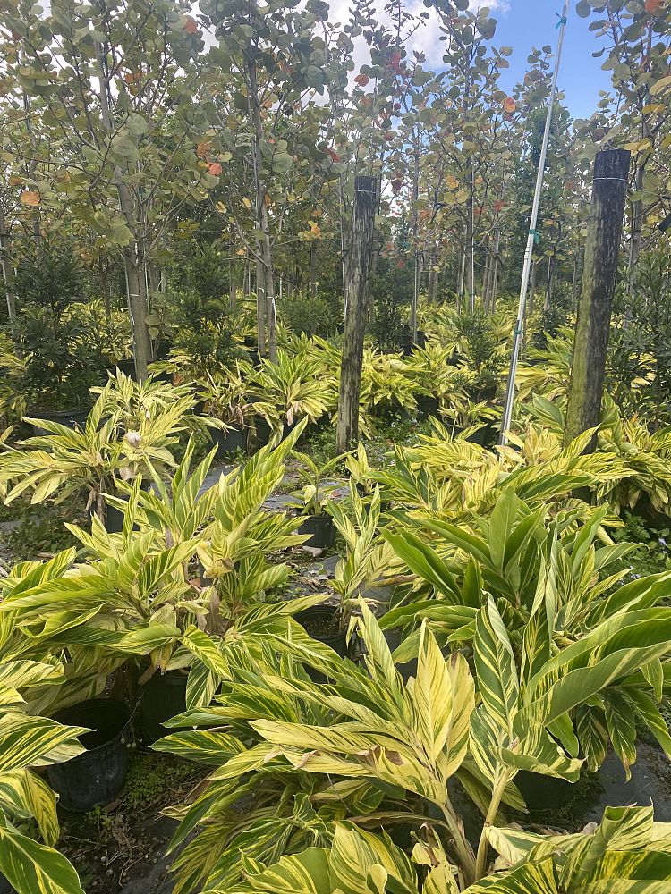 alpinia-zerumbet-variegata-shell-ginger-variegated