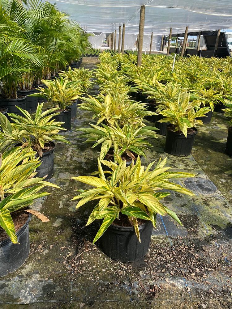 alpinia-zerumbet-variegata-shell-ginger-variegated