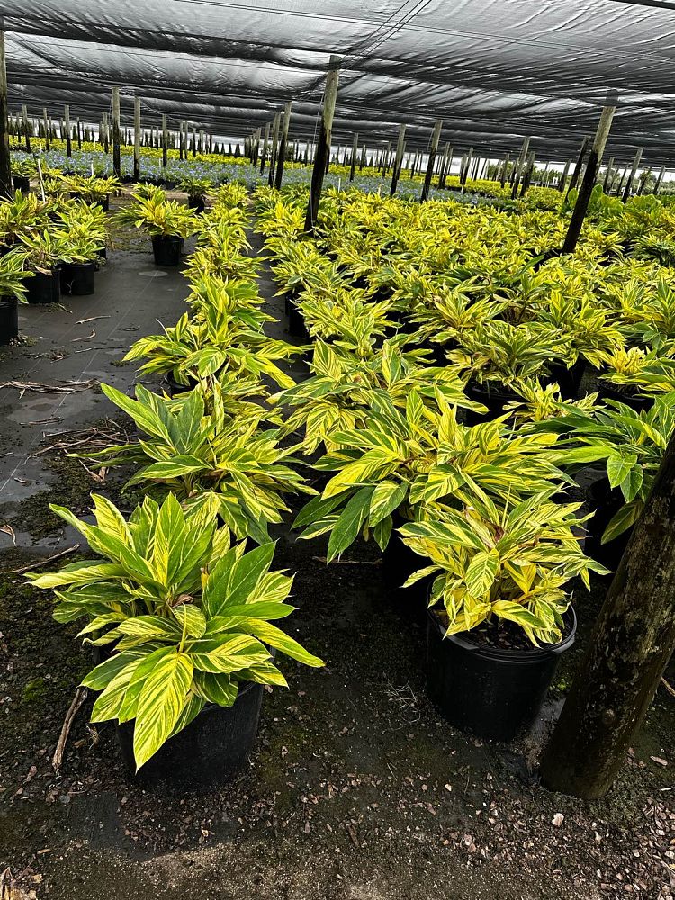 alpinia-zerumbet-variegata-shell-ginger-variegated
