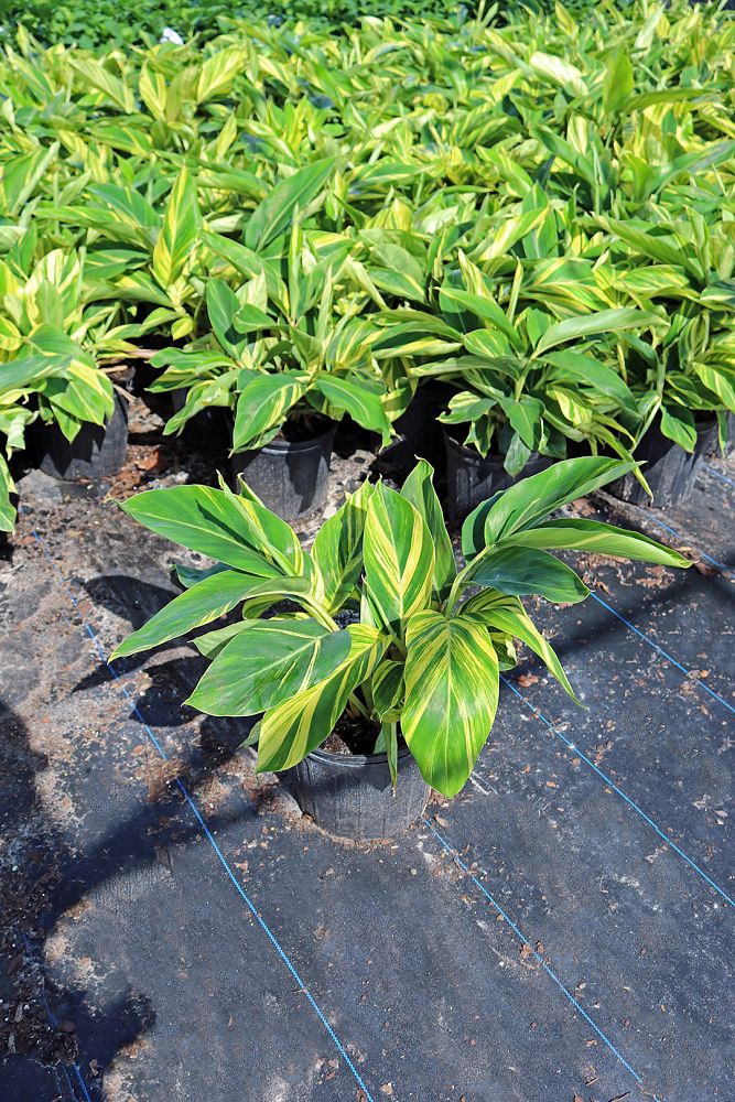 alpinia-zerumbet-variegata-shell-ginger-variegated