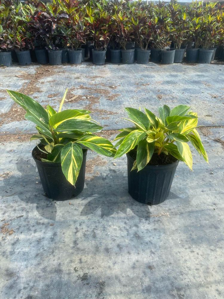 alpinia-zerumbet-variegata-shell-ginger-variegated