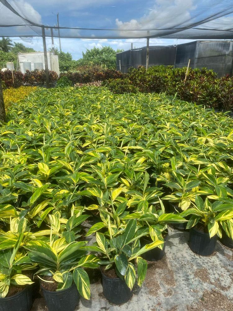 alpinia-zerumbet-variegata-shell-ginger-variegated