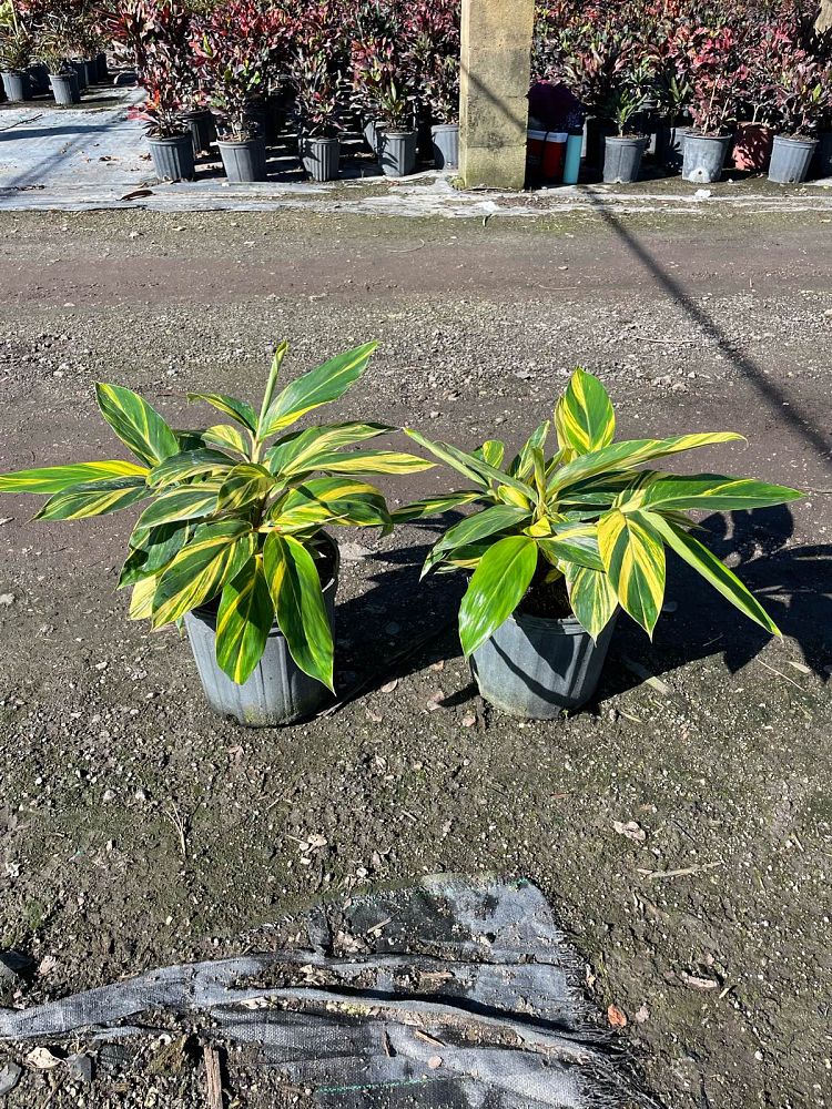 alpinia-zerumbet-variegata-shell-ginger-variegated