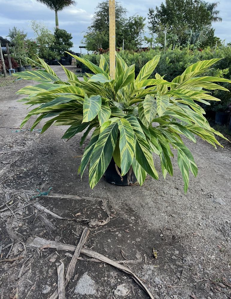 alpinia-zerumbet-variegata-shell-ginger-variegated