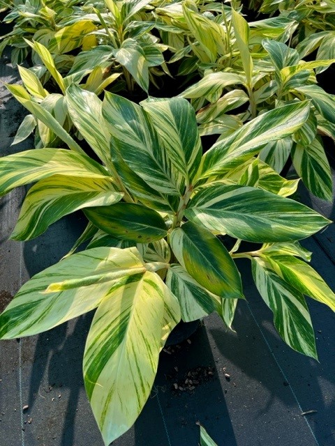 alpinia-zerumbet-variegata-shell-ginger-variegated
