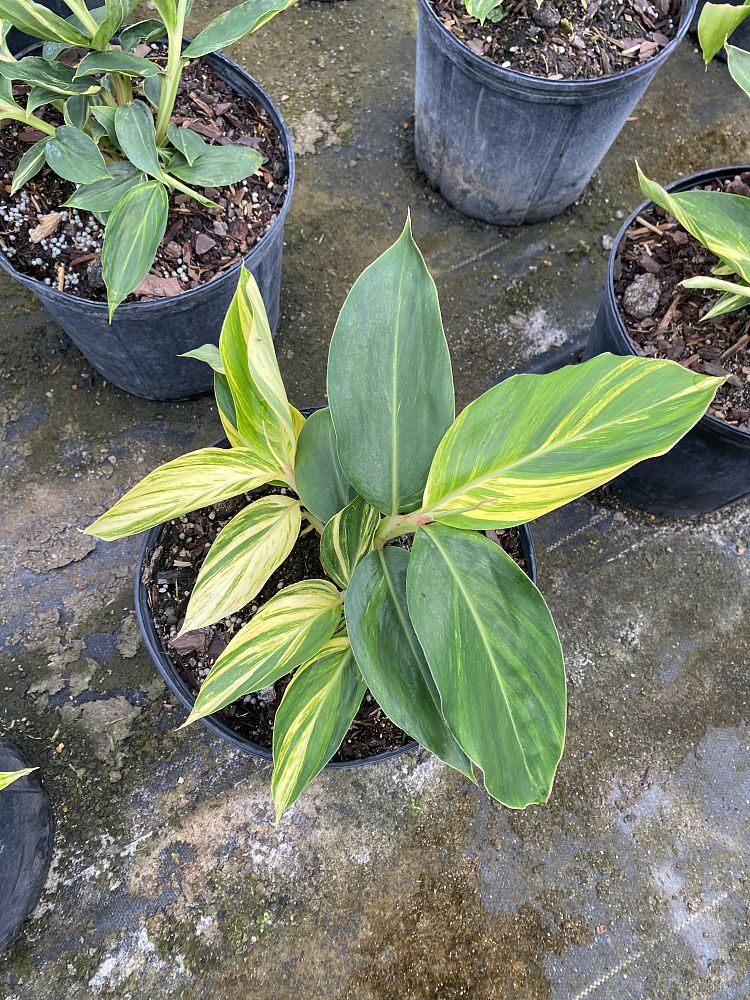 alpinia-zerumbet-variegata-shell-ginger-variegated