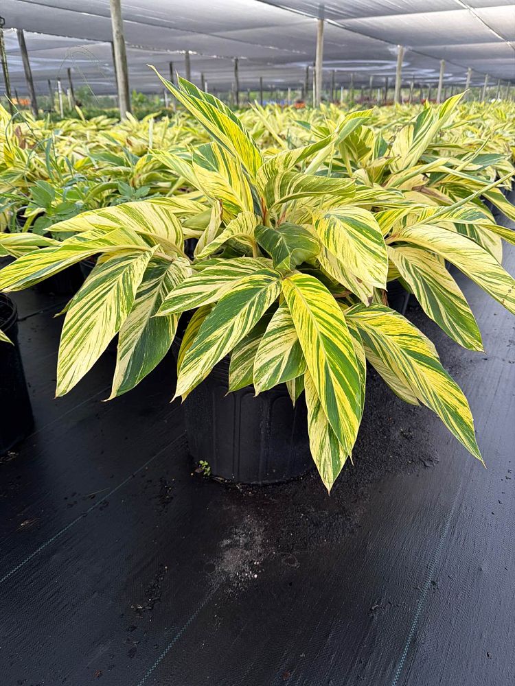 alpinia-zerumbet-variegata-shell-ginger-variegated
