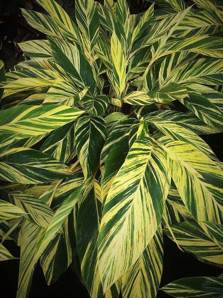 alpinia-zerumbet-variegata-shell-ginger-variegated