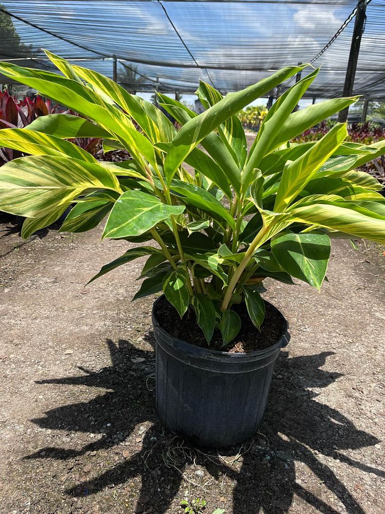 alpinia-zerumbet-variegata-shell-ginger-variegated