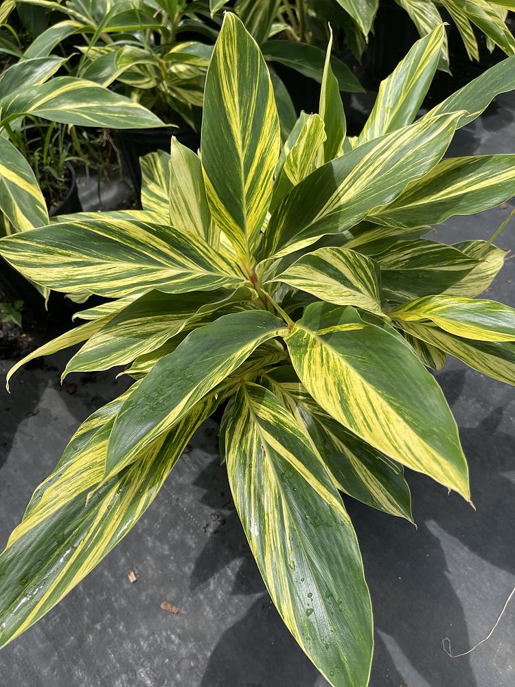 alpinia-zerumbet-variegata-shell-ginger-variegated