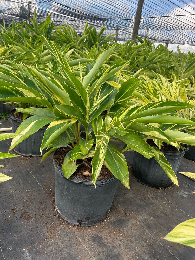 alpinia-zerumbet-variegata-shell-ginger-variegated