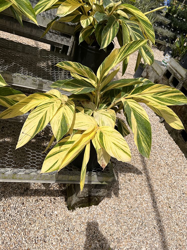 alpinia-zerumbet-variegata-shell-ginger-variegated
