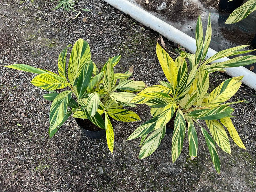 alpinia-zerumbet-variegata-shell-ginger-variegated