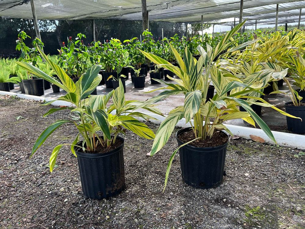 alpinia-zerumbet-variegata-shell-ginger-variegated