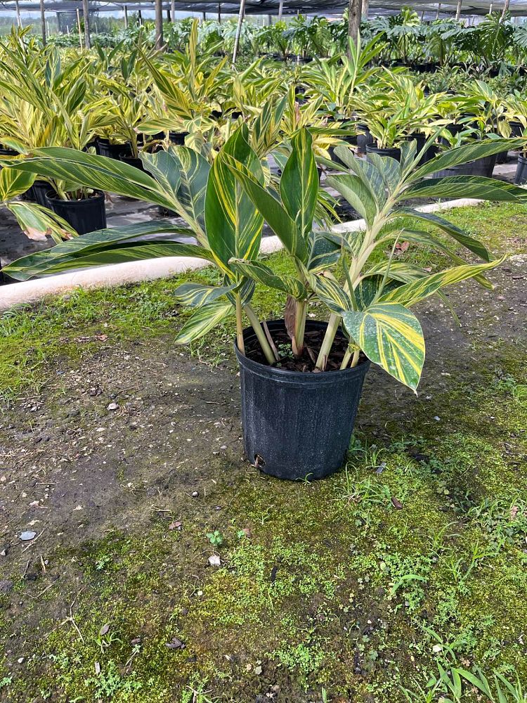alpinia-zerumbet-variegata-shell-ginger-variegated
