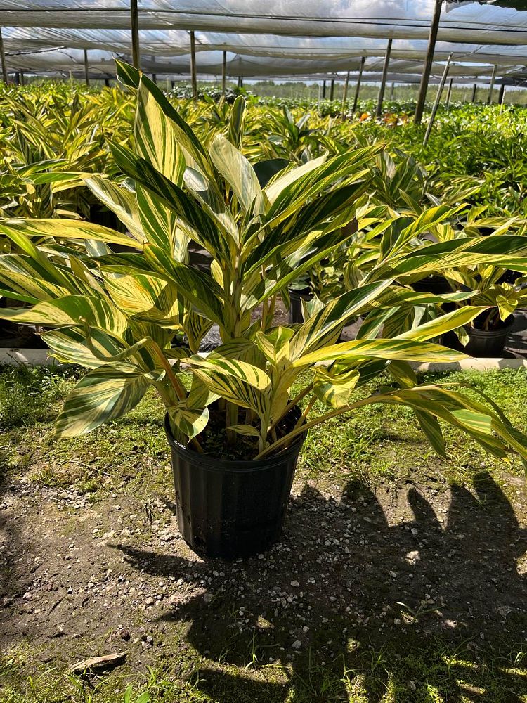 alpinia-zerumbet-variegata-shell-ginger-variegated