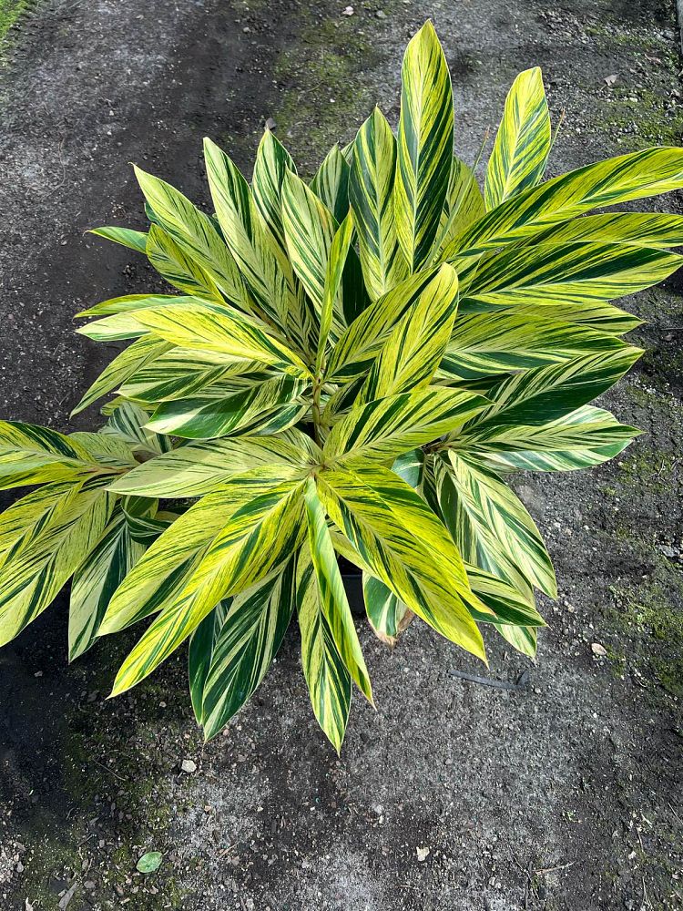alpinia-zerumbet-variegata-shell-ginger-variegated
