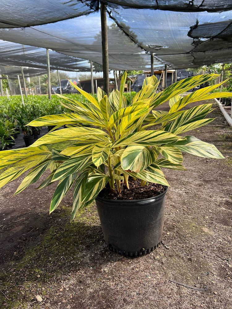alpinia-zerumbet-variegata-shell-ginger-variegated