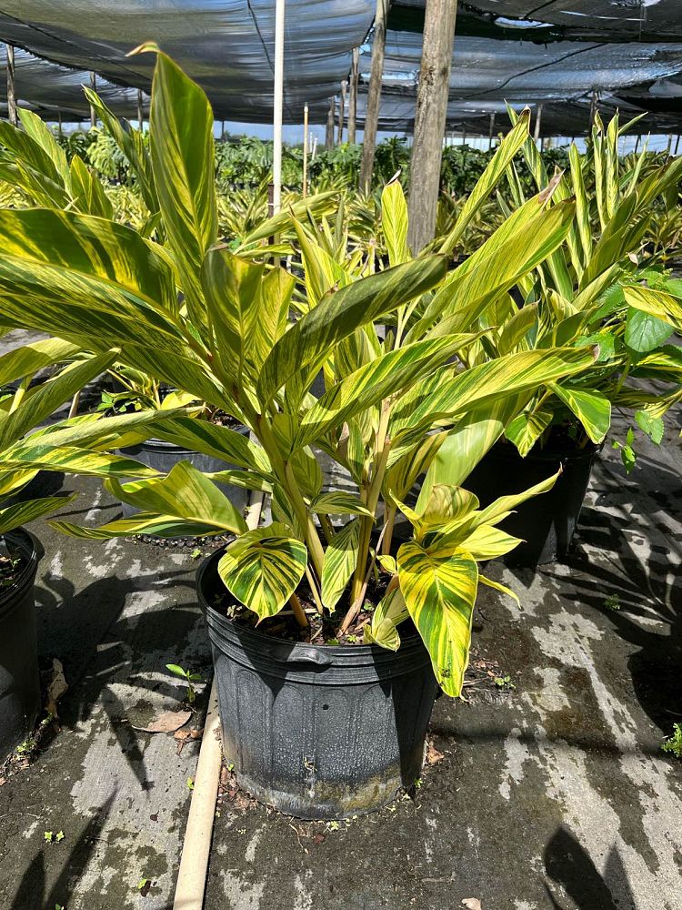 alpinia-zerumbet-variegata-shell-ginger-variegated