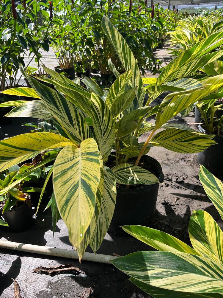 alpinia-zerumbet-variegata-shell-ginger-variegated