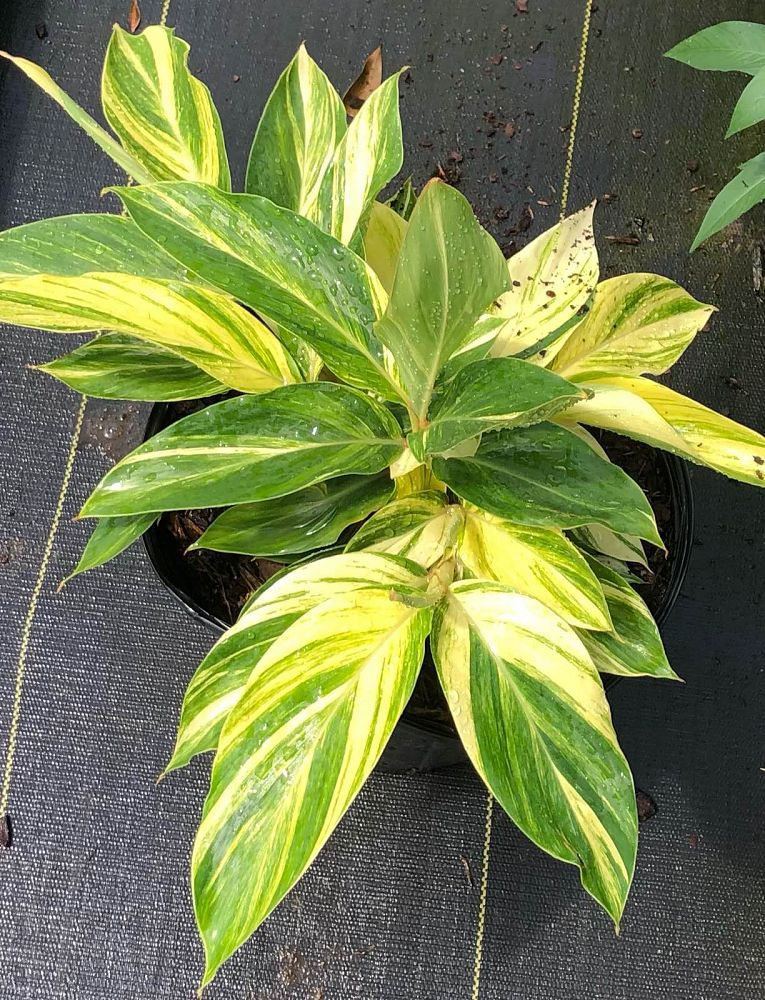 alpinia-zerumbet-variegata-shell-ginger-variegated