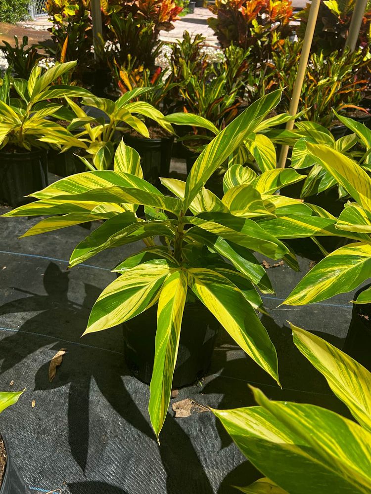 alpinia-zerumbet-variegata-shell-ginger-variegated
