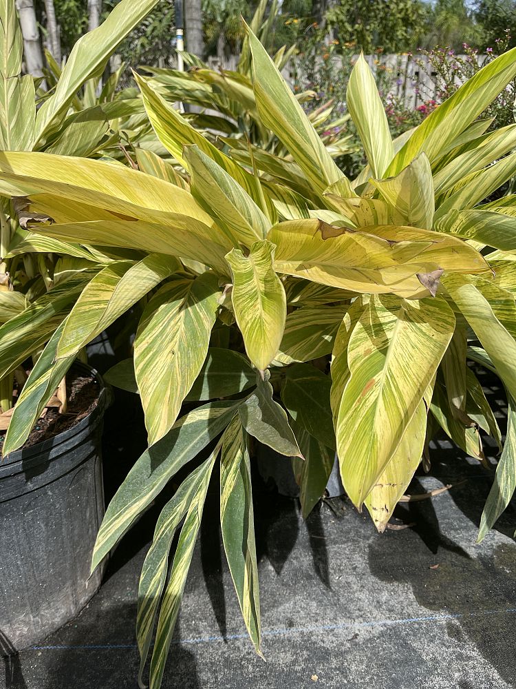 alpinia-zerumbet-variegata-shell-ginger-variegated