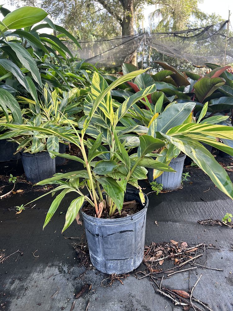 alpinia-zerumbet-variegata-shell-ginger-variegated