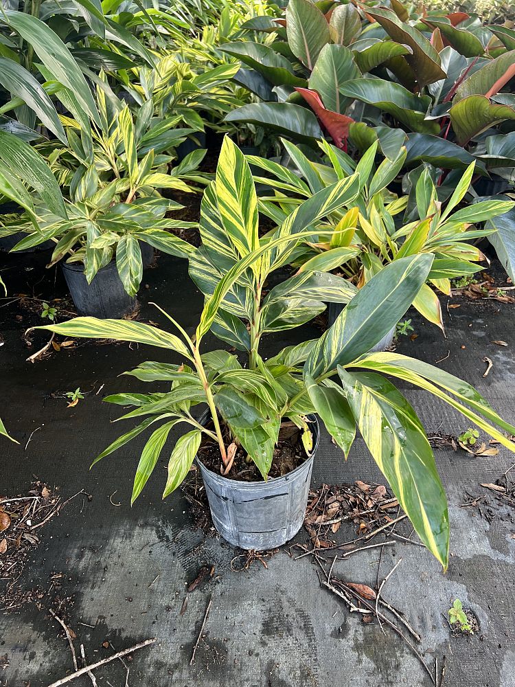 alpinia-zerumbet-variegata-shell-ginger-variegated